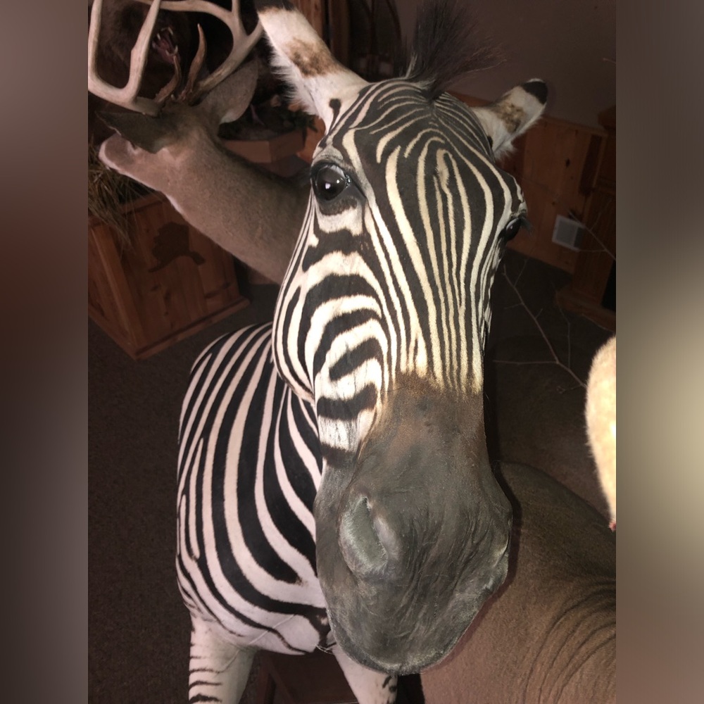 Zebra - Picture 2 of 11